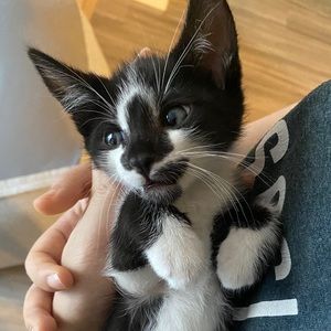 Meet your Posher, Yixing